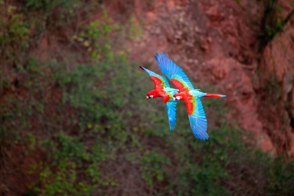 South America, Brazil, Mato Grosso, Bonito, Ara chloropterus (Red-and-green Macaw) at the Buraco das Araras (Macaw hole)