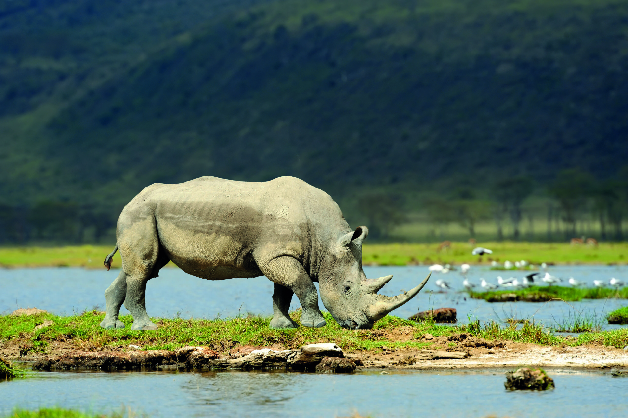 shutterstock-Africa-rhino-249613972-scaled.jpg