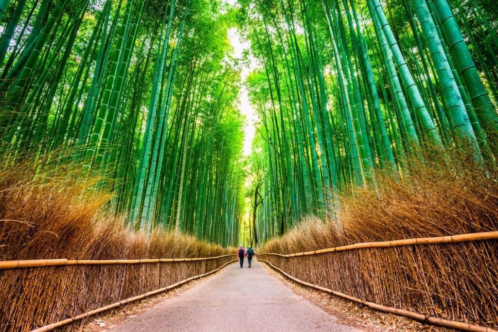 shutterstock_453046978_Japan-bamboo-forest-EDIT