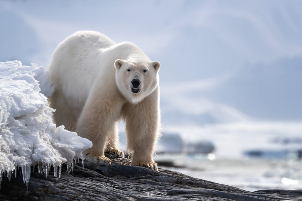 Beautiful adult male polar bear stands on a rocky ledge in the snow and ice of Svalbard, a Norwegian archipelago between mainland Norway and the North Pole.