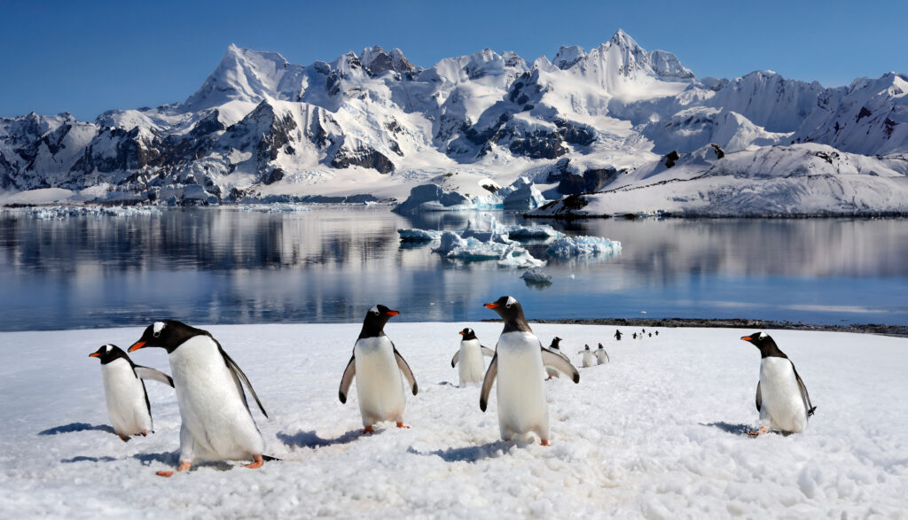 Gentoo Penguins (Pygoscelis papua) on Danko Island on the Antarctic Peninsula in Antarctica.