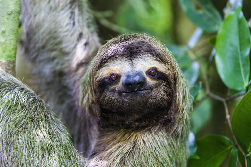 sloth, Manuel Antonio National Park, Costa Rica, Central America