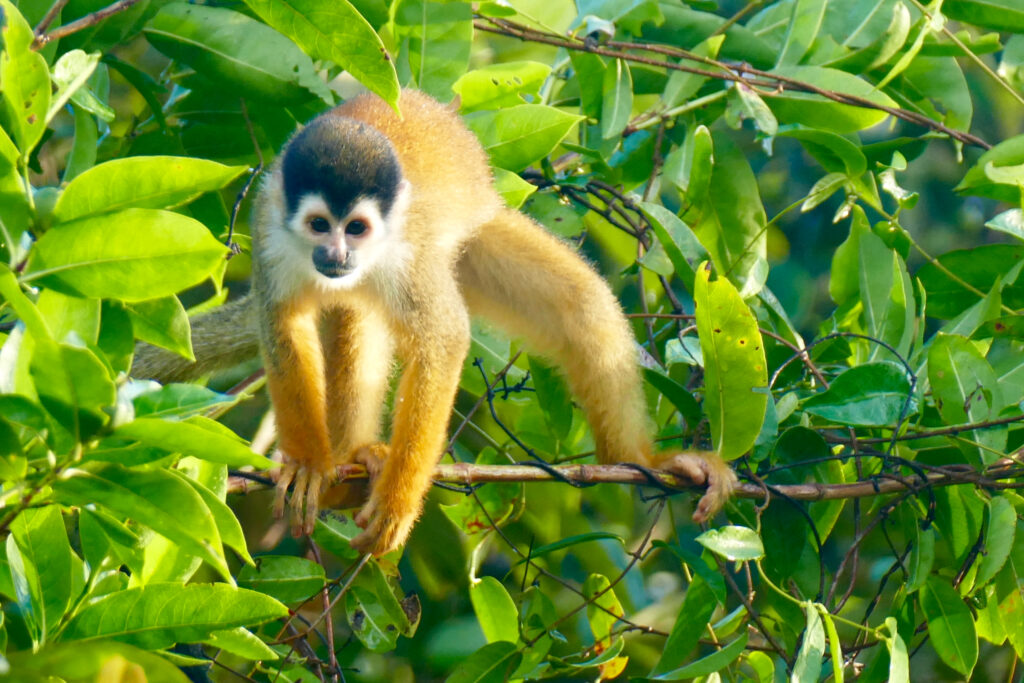 costa rica wildlife 4