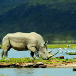 shutterstock-Africa-rhino-249613972-scaled.jpg