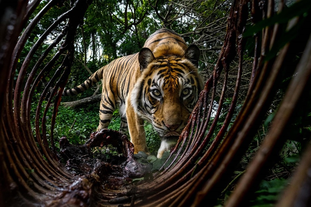 WILDLIFE CATEGORY WINNER 2023 - Bambang Wirawan - Tiger in the Rainforest - East Java, Indonesia