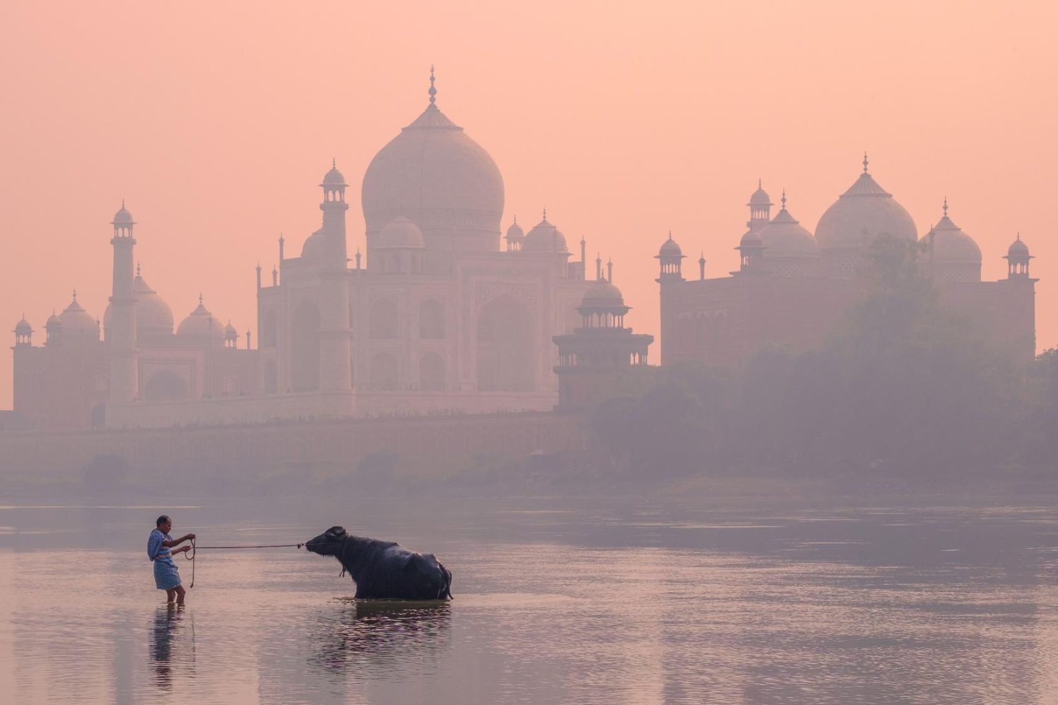 CITIES CATEGORY WINNER 2023 - Laurent Nilles - Buffalo Bathing - Agra, India