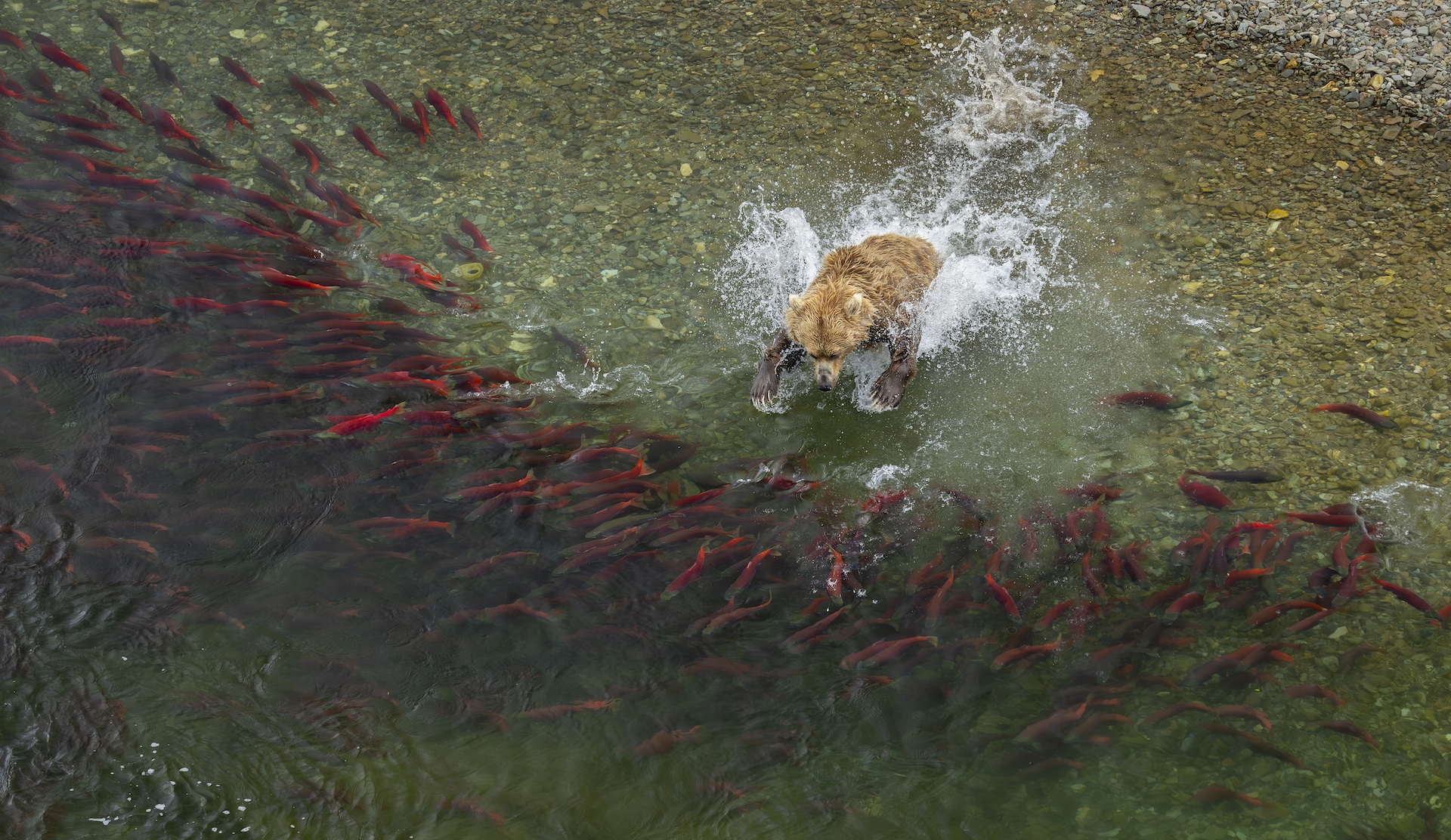 RUNNER-UP WILDLIFE CATEGORY 2024 - Charlie Wemyss-Dunn - Katmai National Park, Alaska, USA
