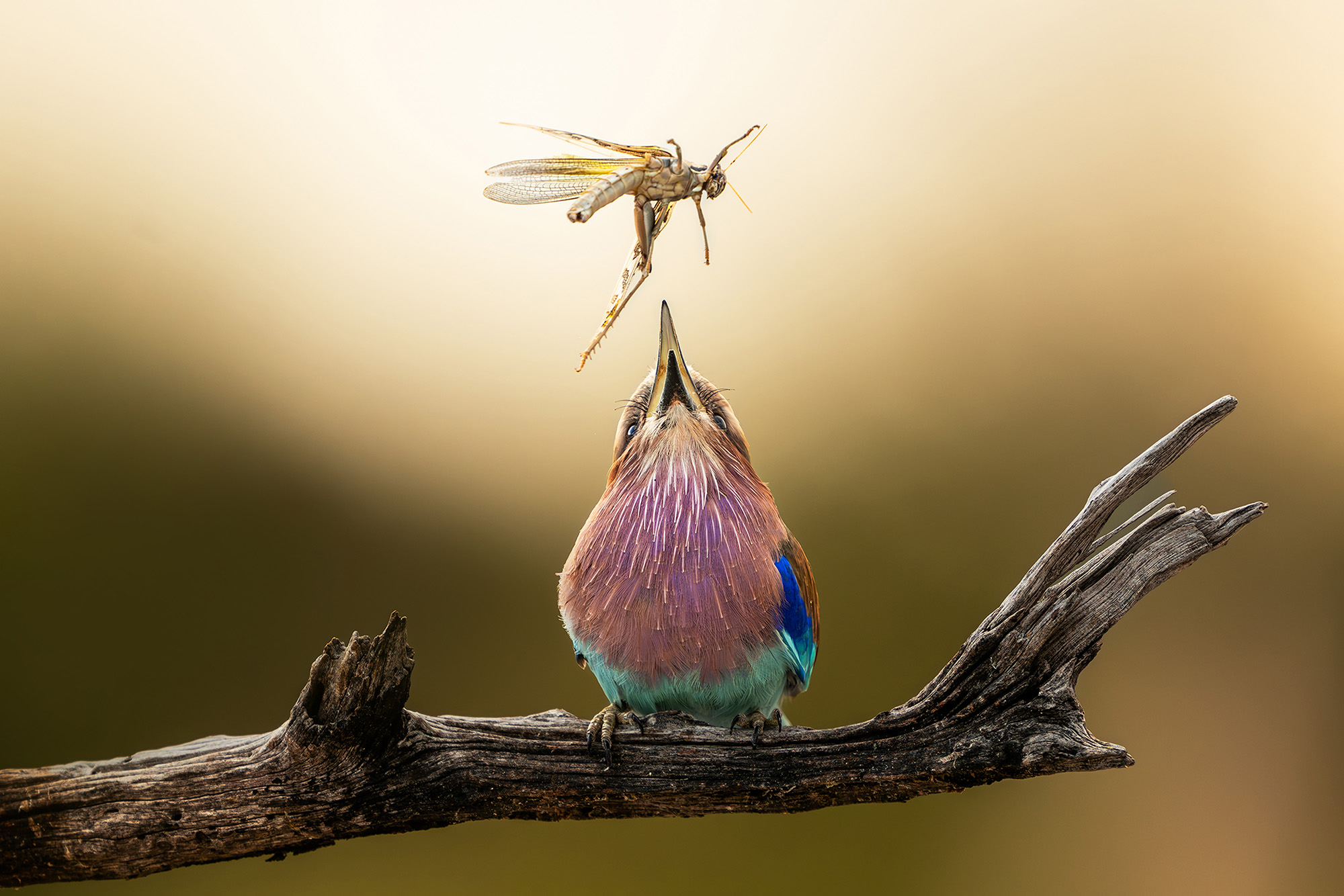 Jan Joost Snijders - 2024 GRAND WINNER
