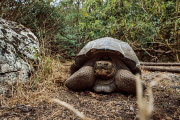 Courtesy of Galápagos Conservancy