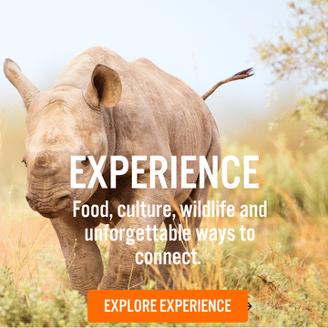 EXPERIENCE