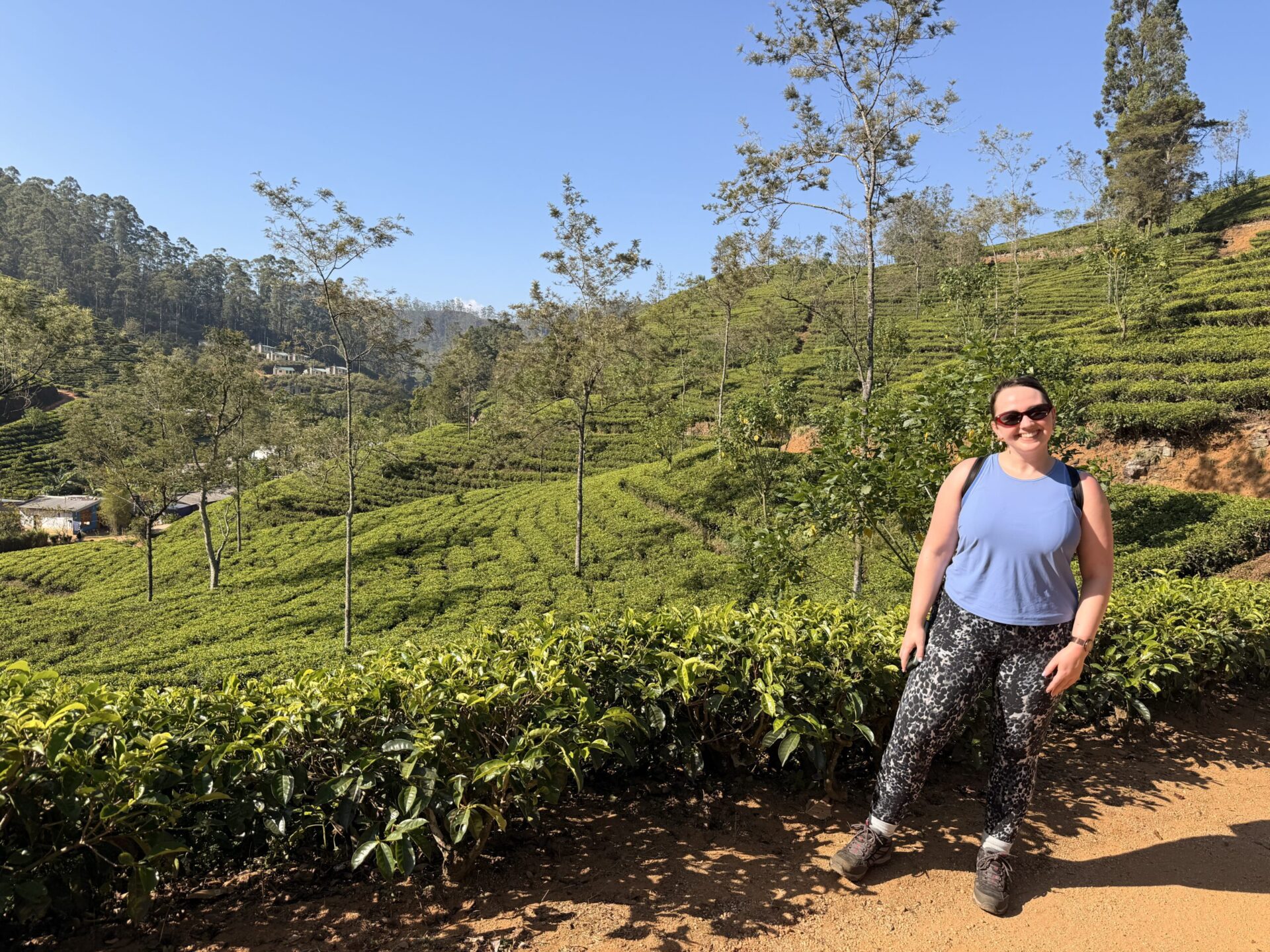 A traveller standing among lush green tea bushes on a hillside in Sri Lanka.