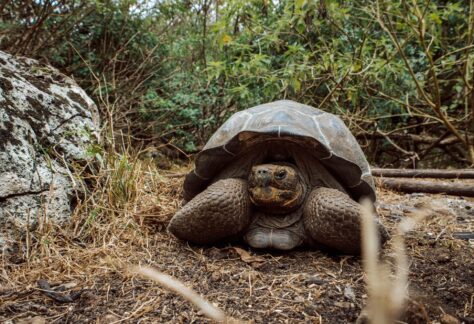 Giant Galápagos tortoise resting among dry grasses and vegetation on Floreana Island.