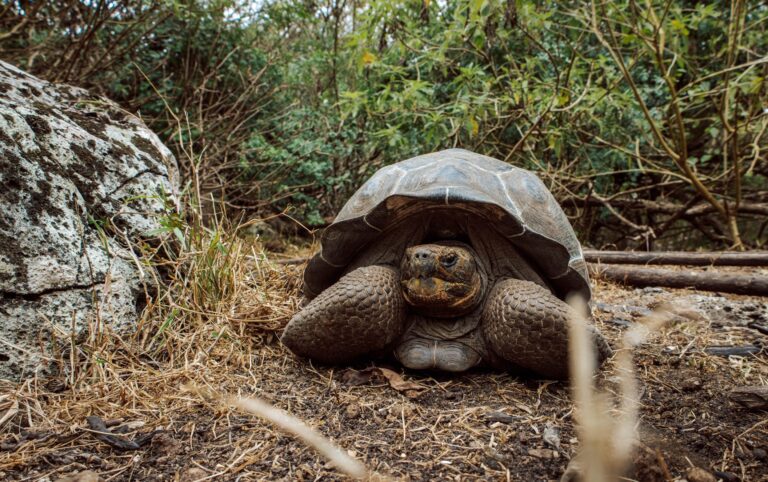 Giant Galápagos tortoise resting among dry grasses and vegetation on Floreana Island.