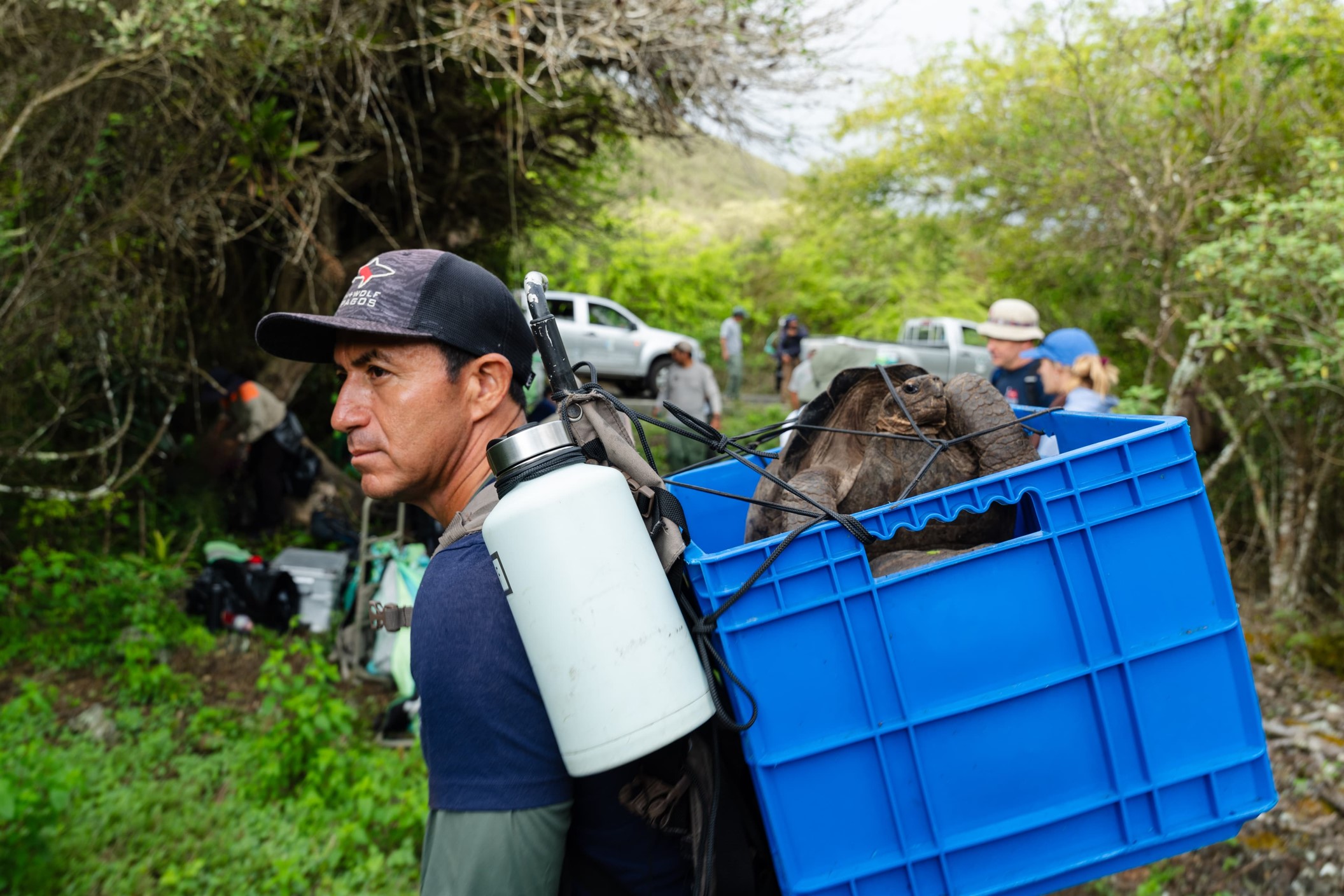 Conservation worker carrying a giant tortoise in a blue transport crate through vegetation in the Galápagos.