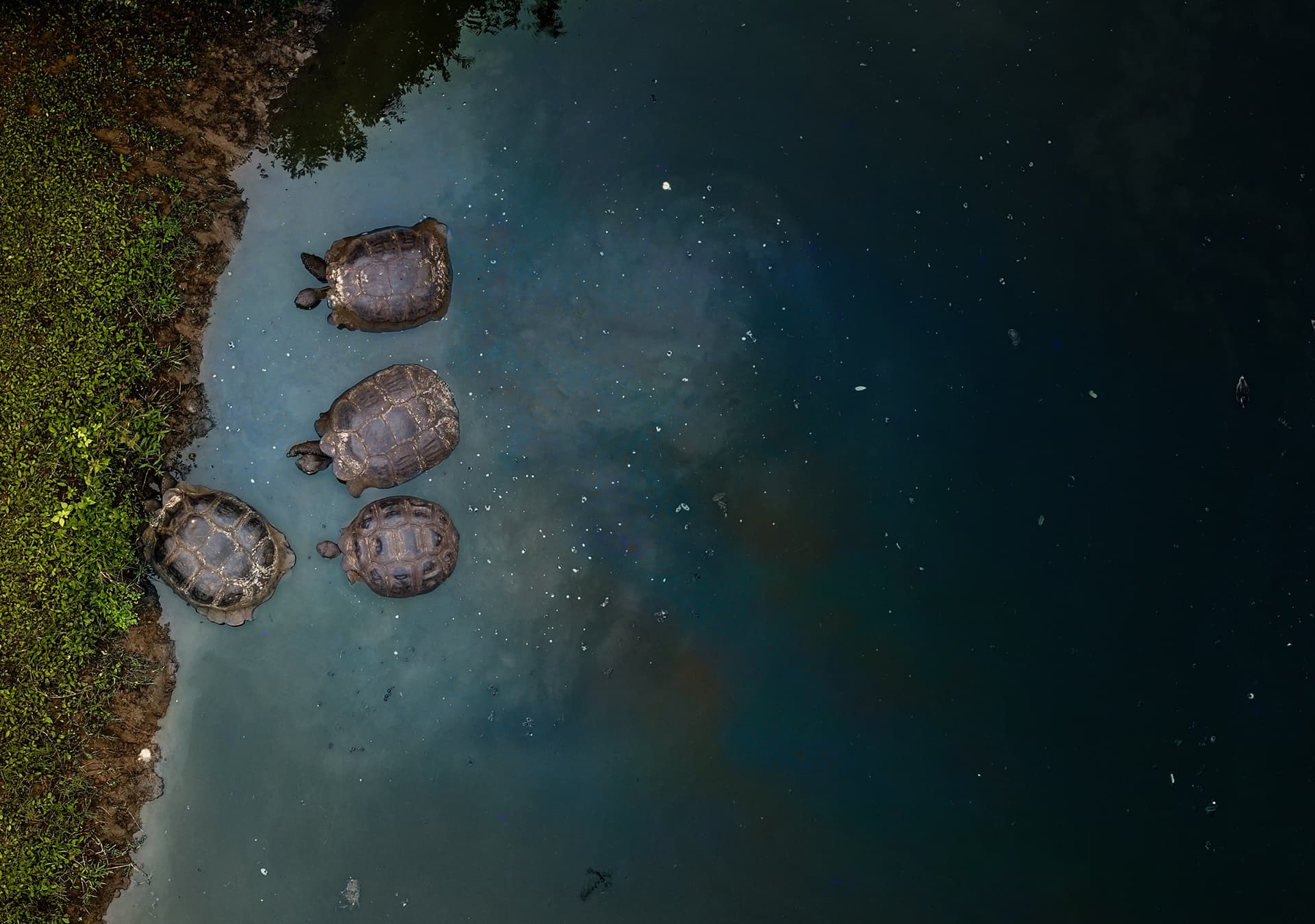 Four Galápagos giant tortoises resting in shallow water beside a grassy bank.